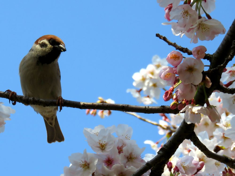 Bird on a branch with cherry blossoms and a pure blue sky in Japan