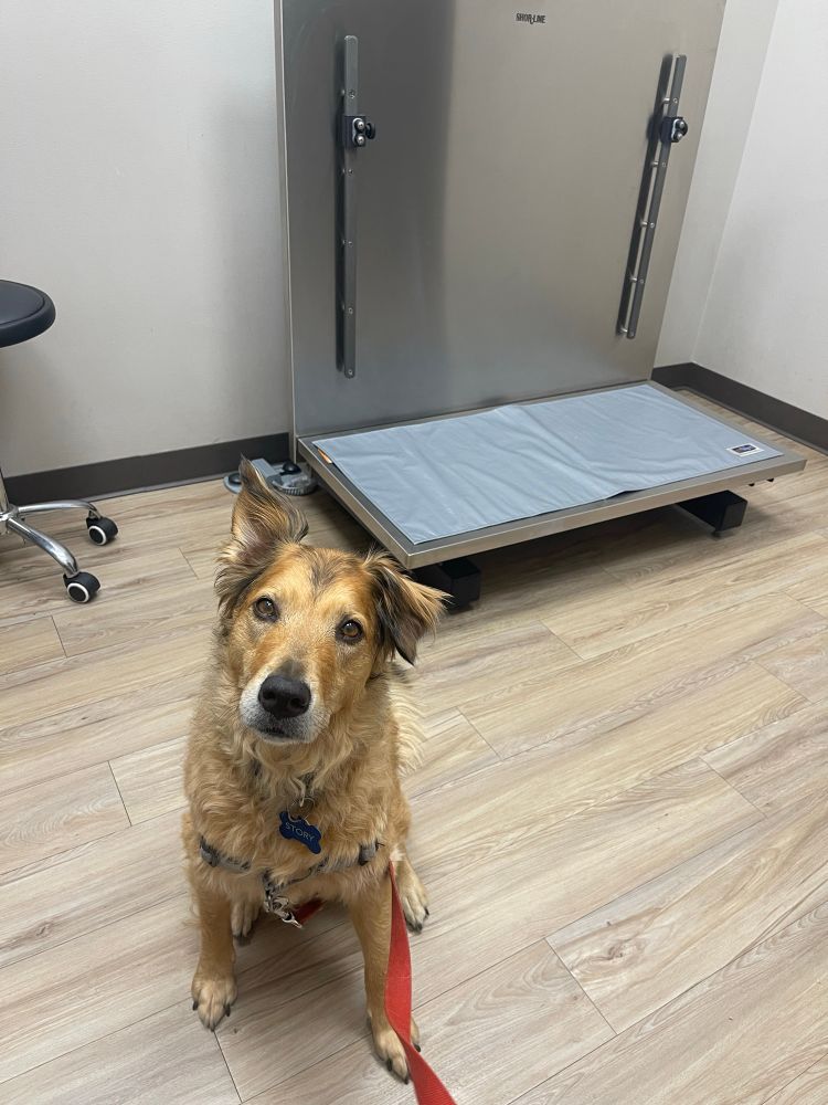 Story the yellow dog, posing in front of a veterinary lift table, something she’d never been on before today but accepted with minimal fuss. 