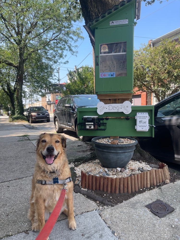 Story the yellow dogs sitting in front of a combination Little Free Library/Little Dog Library. 