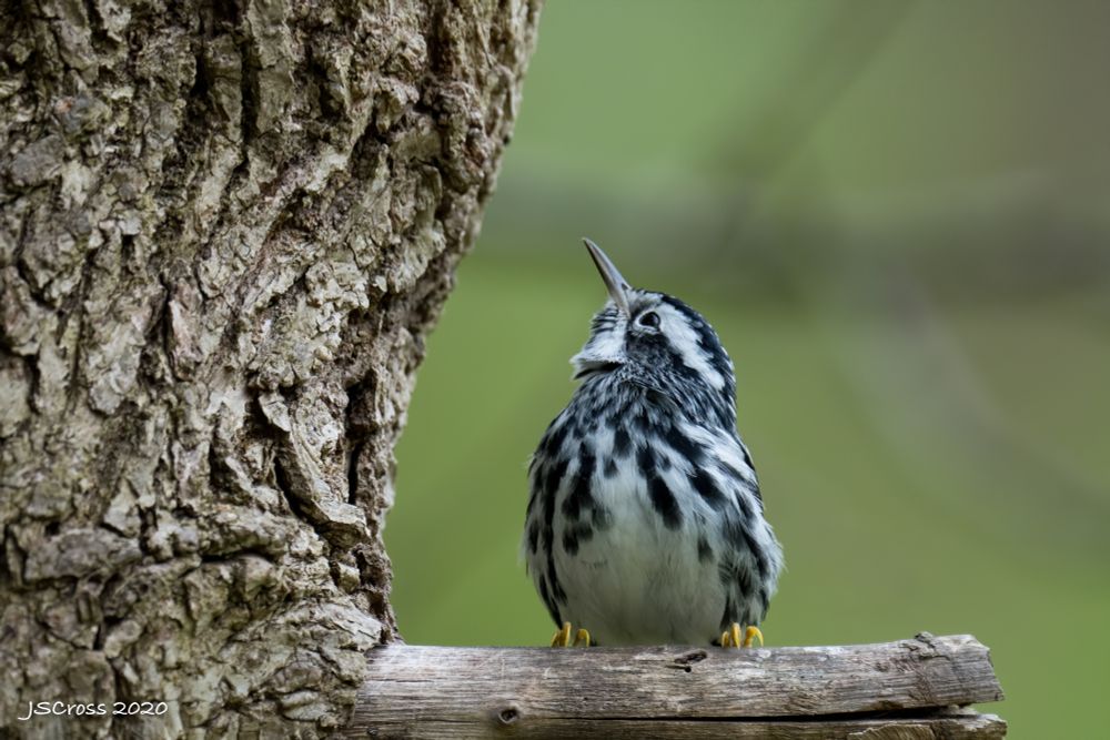 A small bird with black and white referee striping. He is perched on a dead branch and looking up.