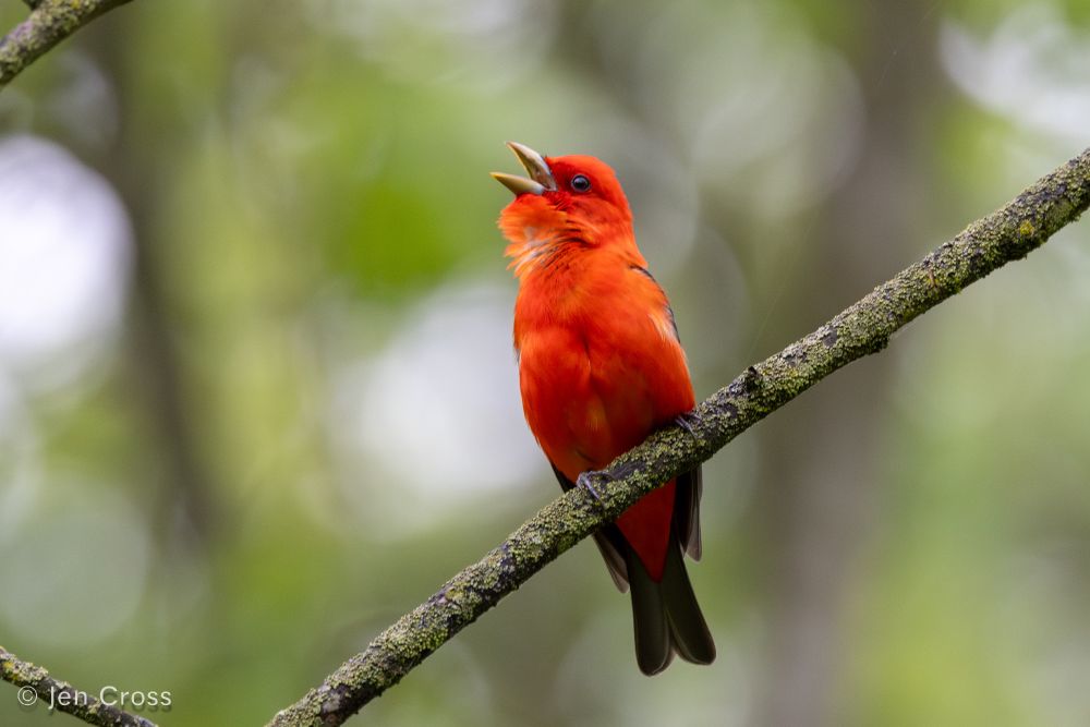 A bright red bird with black wings and tail and a light tan beak. He is facing left and singing. 