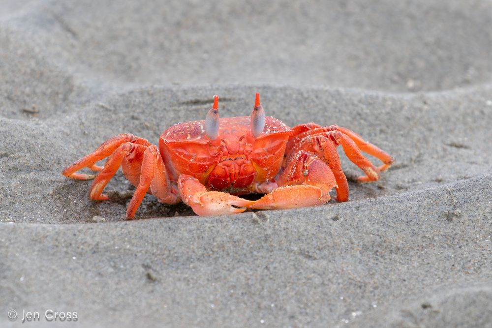 A bright red crab trying to hid in a divot on a sandy beach.