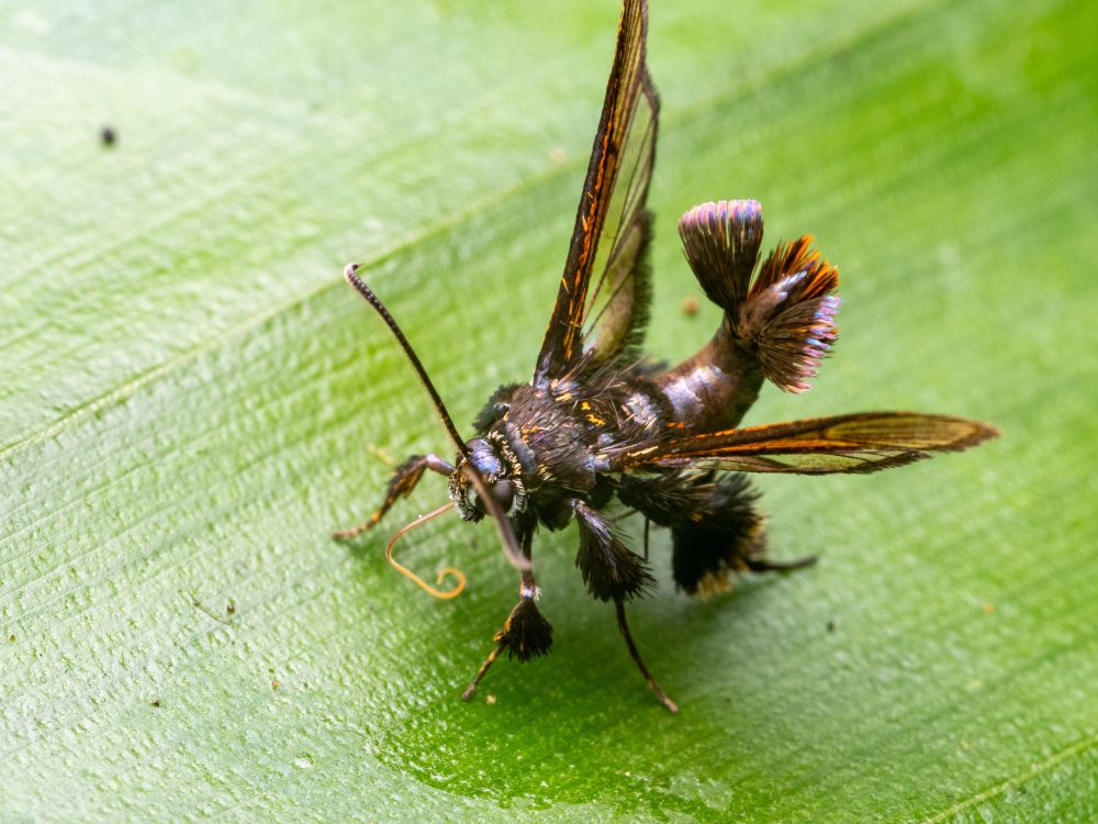 A moth with fuzzy pantaloons, clear wings, and a fuzzy shrimp-like tail. It is standing on a green leaf, sipping some liquid.