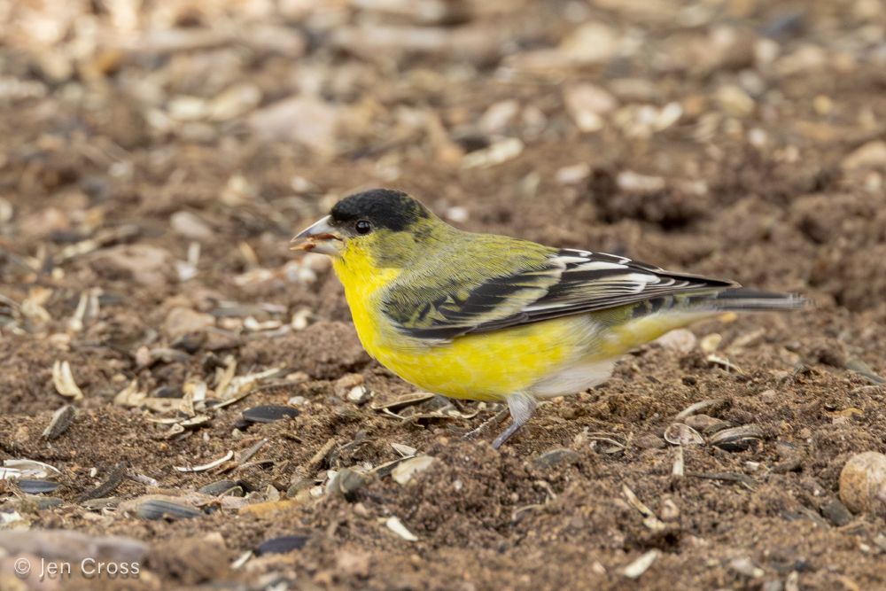 A small bird with a black cap, olive green back, black and white wings, and a yellow chin, chest, and belly. It is standing on a brown bed of pine litter and leaves.