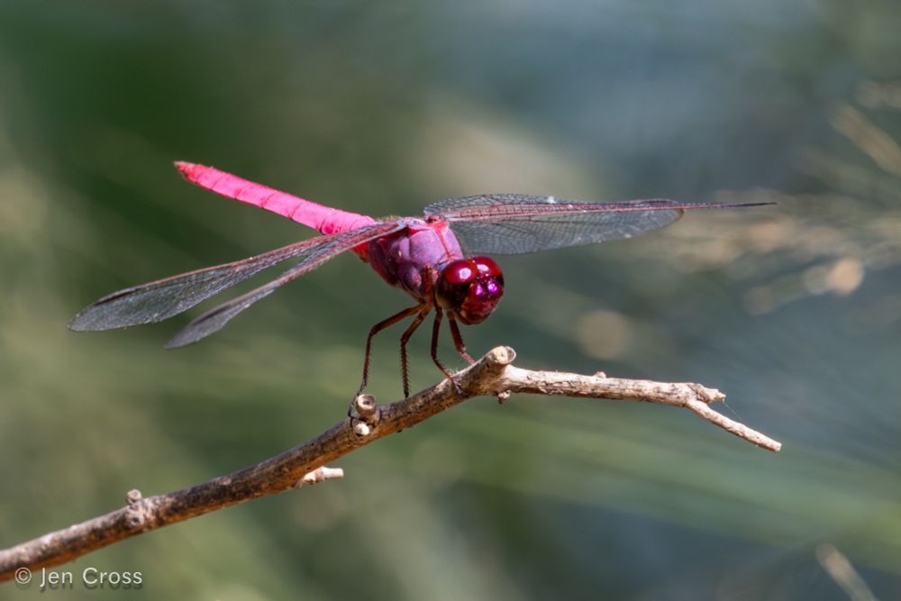 A hot pink dragonfly perched on a dead twig. There is water and foliage in the background.