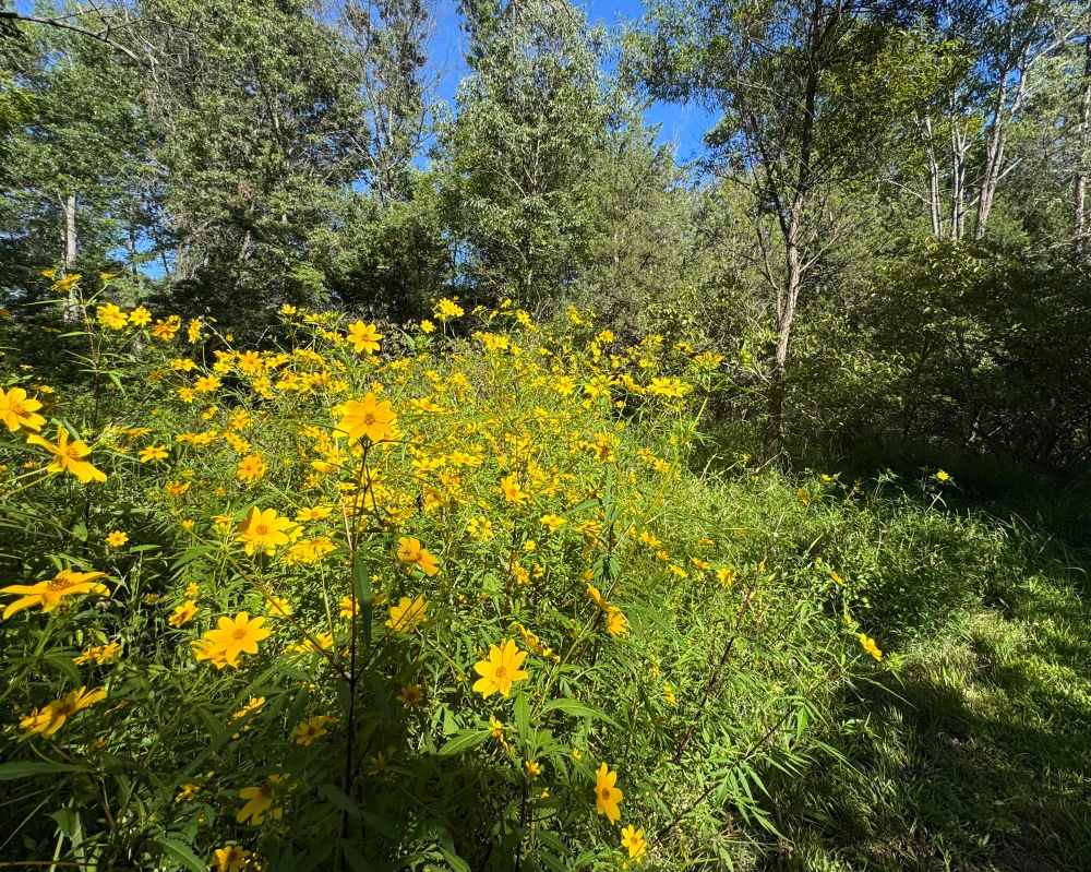 A patch of yellow flowers fill the foreground with trees and blue sky in the background. 