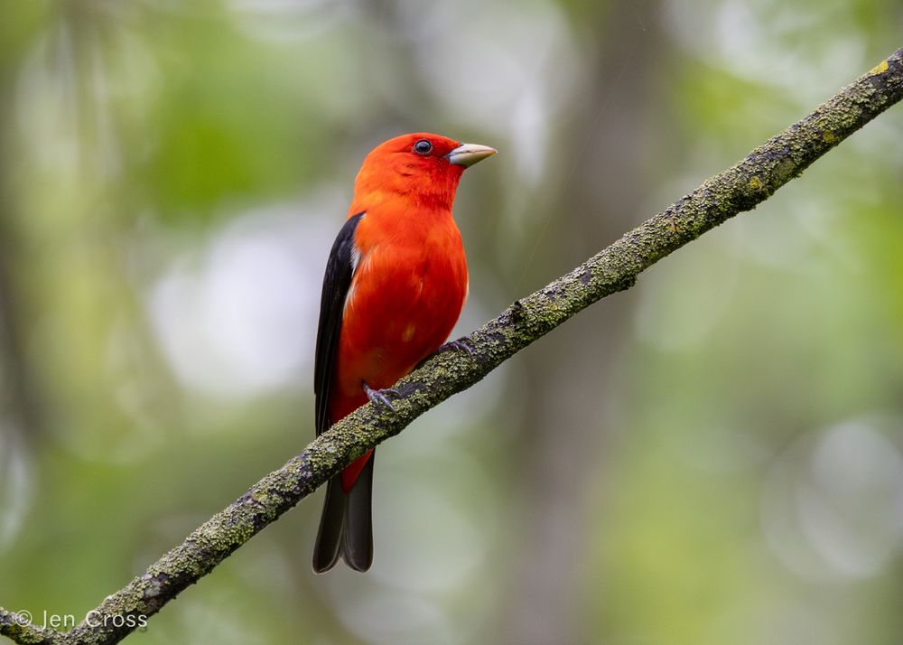 A bright red bird with black wings and a light tan beak. He is perched on a thin branch facing right with forest canopy behind him.