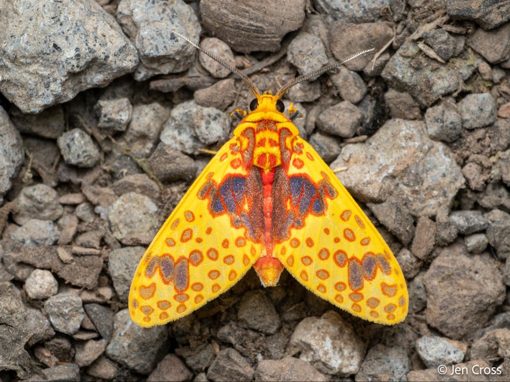 A bright yellow moth with bright red scripted patterning near the body and red spots on the wings. It has also has some blue on the wings near the body. The moth is standing on drab, rocky ground.
