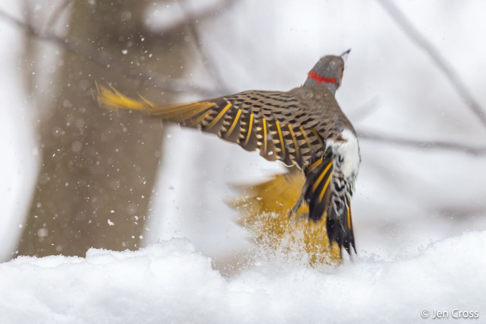 A woodpecker with a white rump, gold with black bars on the wings and back, a red nape, and bright yellow under the wings. He is flying explosively off snow covered ground and leaping away from the camera. 
