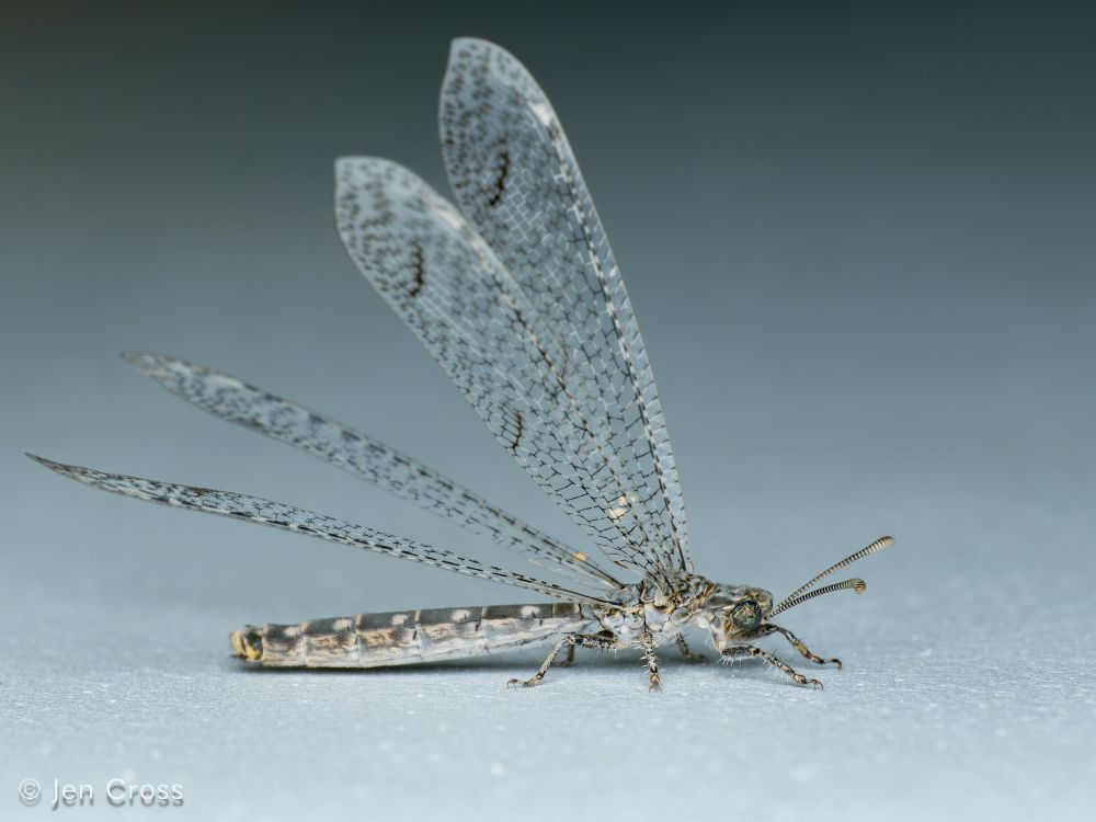 An insect with a short body and long abdomen, like a dragonfly. It has four wings and is holding them raised over the body. The ant lion is on a wall of the garage, but the photo is rotated to show it like its sitting on a white surface.