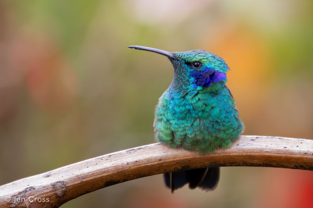 An aqua green hummingbird with a fluffy patch of purple feathers on the side of the head. The bird is sitting on a bare branch and facing left.