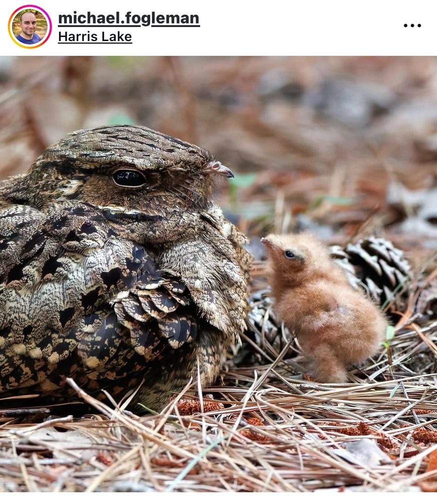 A well camouflaged mottled brown parent bird nesting on the pine straw litter ground ground with a chick looking up to it. 