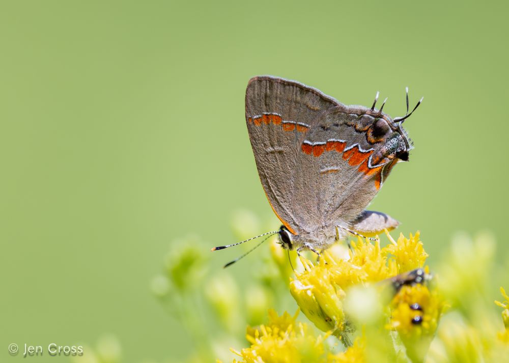 A small gray butterfly with reddish orange bands on its wings and fronds on the back wings. It is feeding on yellow goldenrod flowers.