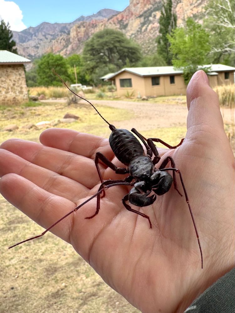 A large arachnid that looks like a brown lobster with a thin tail. It is standing on my hand with buildings and a mountain ridge in the background. 