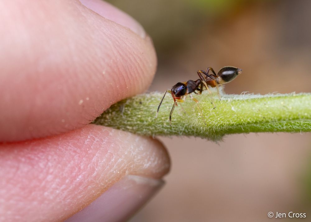 A small spider on the stem of a plant. I am holding the stem between pinched fingers and the spider looks absolutely tiny by comparison.