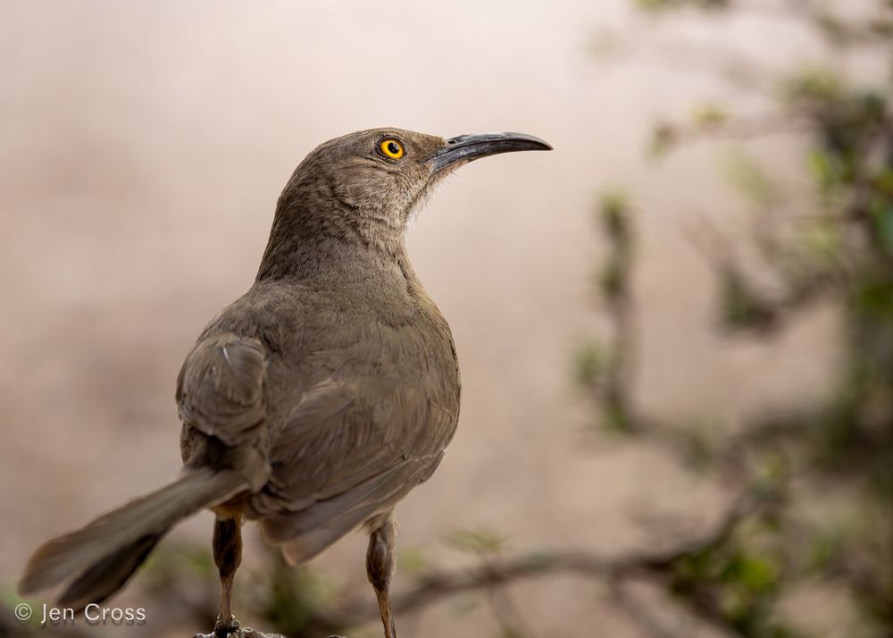 A gray bird with a bright yellow eye and a dark, stout curved bill. It is standing in shadows looking up toward light. There are scrubby plants and desert colors in the background.