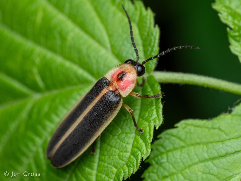 A beetle with black elytra outlined in gold, a red pronotum with a black spot in the middle, large eyes, and black antennae. It is standing on a leaf.