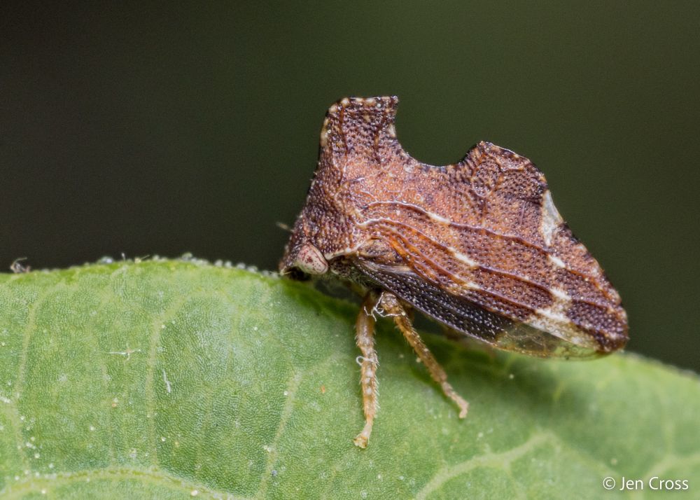 A brown insect with two large keels along the centerline of its body. It is standing on the edge of a leaf. 
