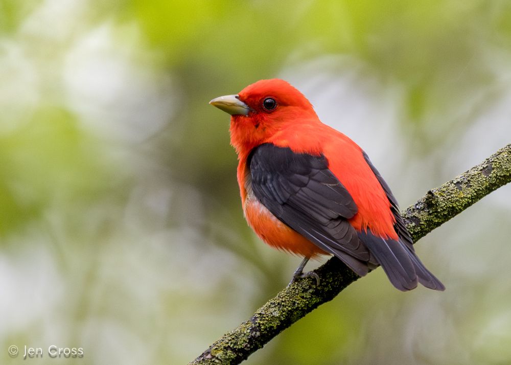 A bright red bird with black wings and tail. He is perched on a branch with his tail to the camera and looking to the left. There are leafy trees in the background.