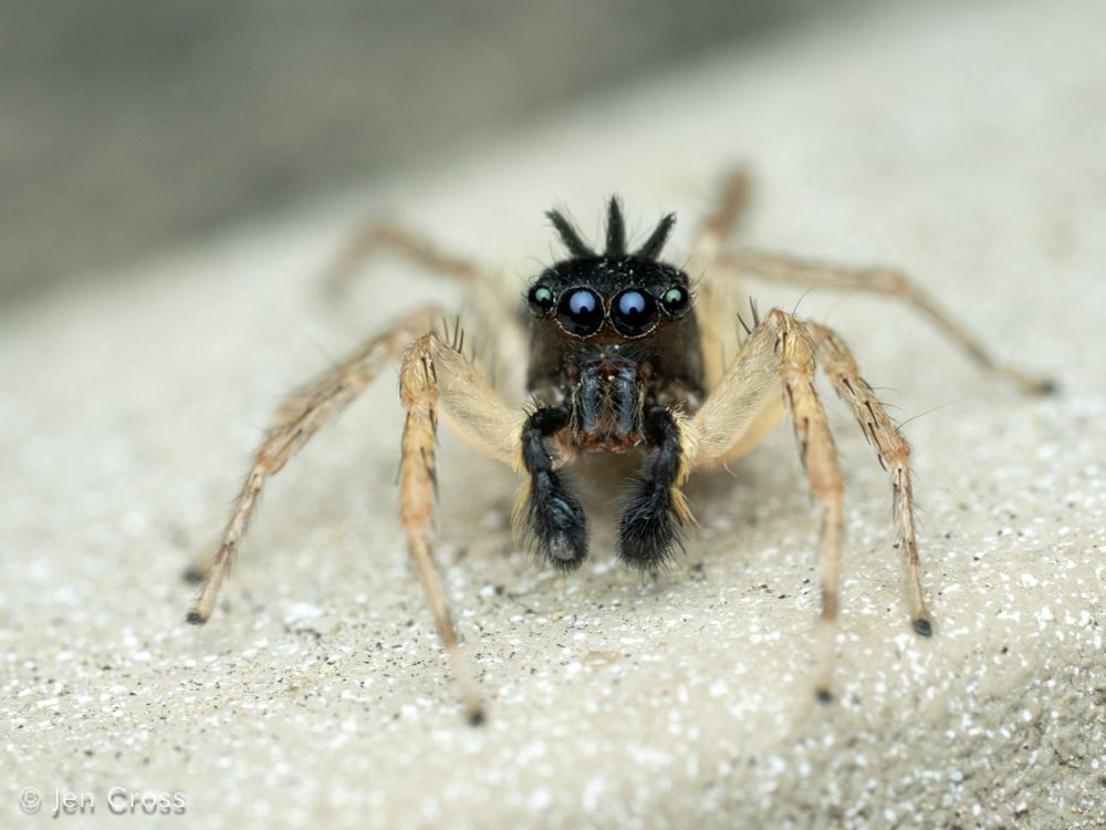 A small spider with light ten legs and a dark body. He is facing the camera and has a pair of large, forward facing eyes and three sharp tufts on the stop of his head. He is standing on the edge of a table.