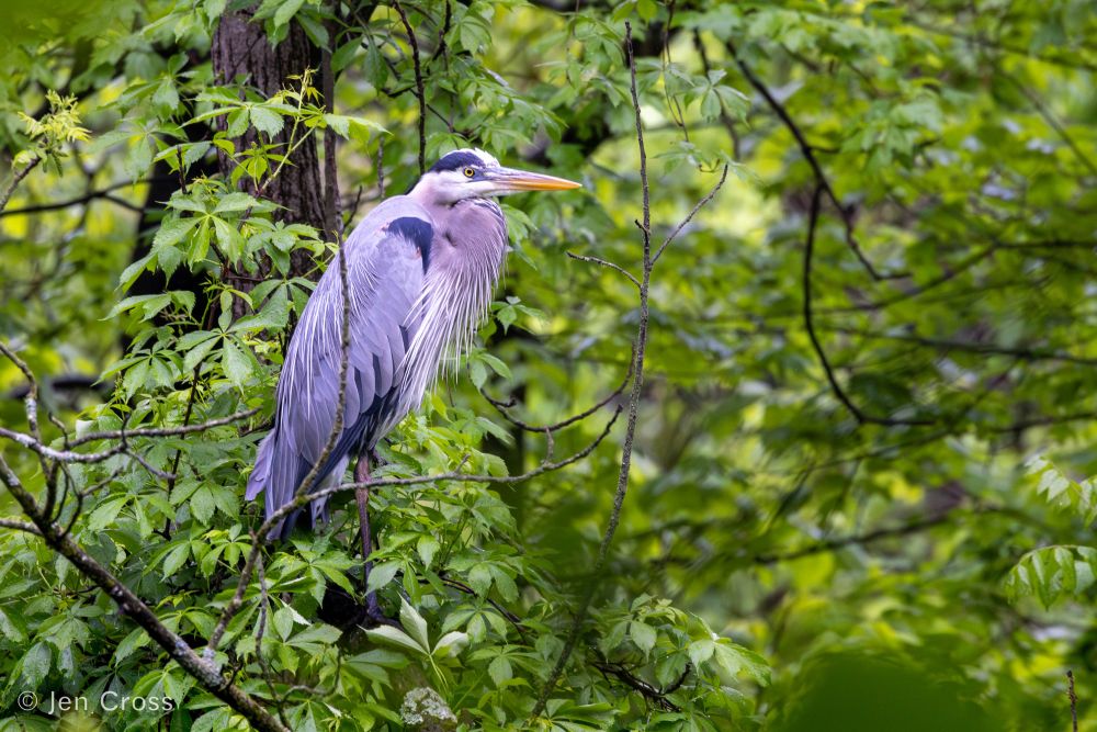 A large gray bird with dark bluish shoulder patches and brow stripe and a long, stout beak. It is standing in a tree amongst dense foliage.