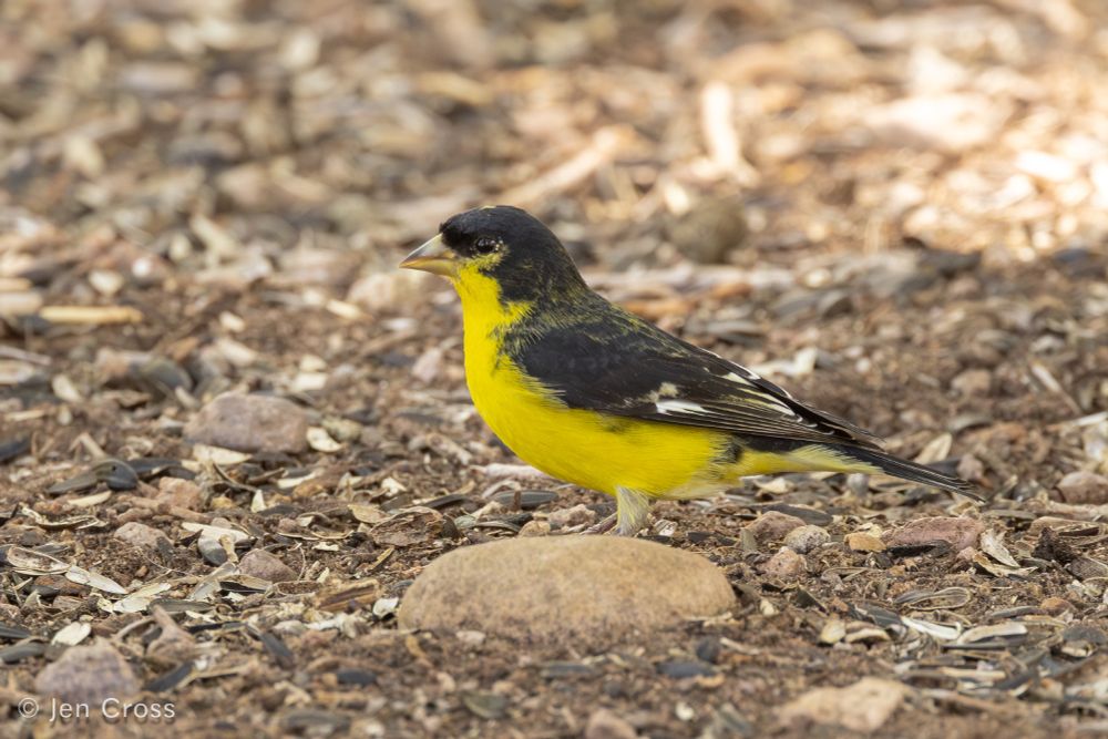 A small bird with black on a cap, nape, and back, black and white wings, and a yellow chin, chest, and belly. It is standing on a brown bed of pine litter and leaves.