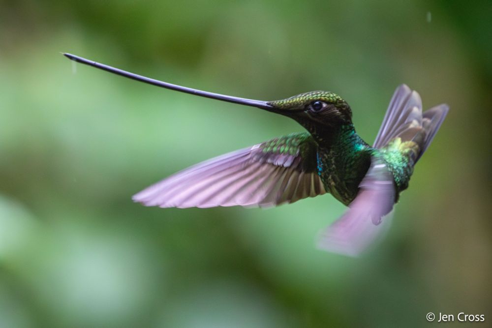 A small green bird in flight with an extraordinarily long bill. His tail is turned up as he maneuvers. 