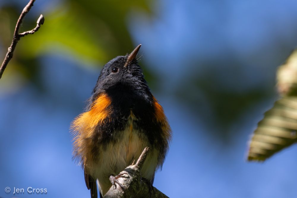 A black bird with orange wing pits. He is perched in a patch of sun.