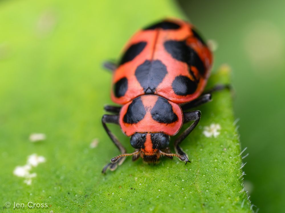 An oblong pinkish-red beetle with large black spots on its elytra (hardened wing covers) and a pinkish-red pronotum (shield behind the head) with two large black triangular spots, and black eyes and a red head. It is standing on a leaf, facing the camera.