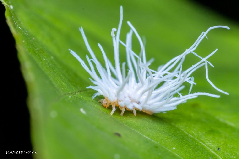 A small caterpillar looking nymph with long. thick white fronds sticking out from all over its body. It is standing on a leaf.