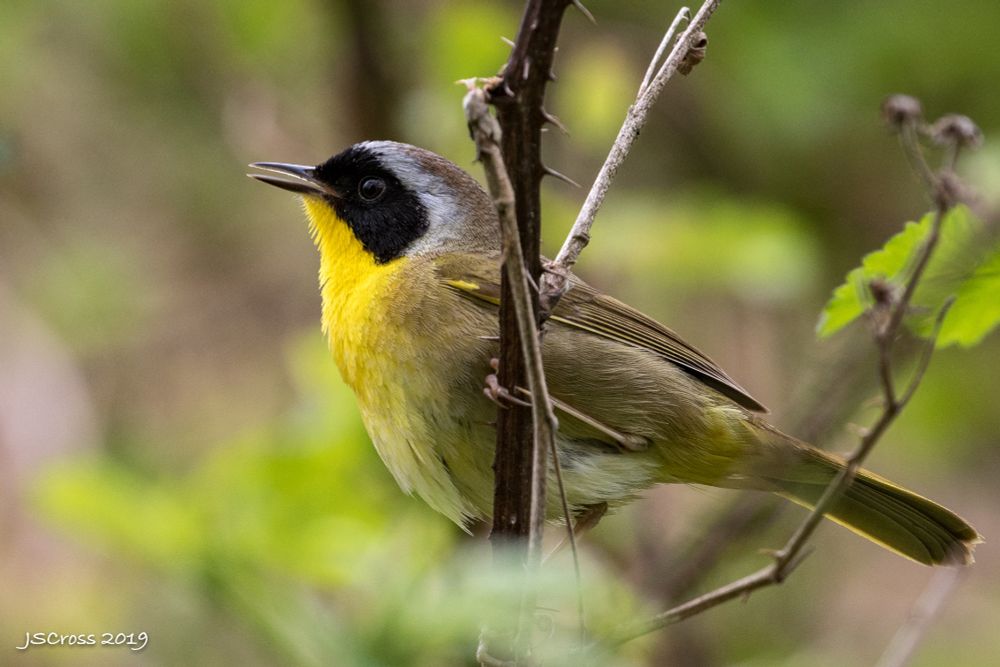 A brown bird with a black mask and yellow throat. He is clinging to a thorn bush and singing.