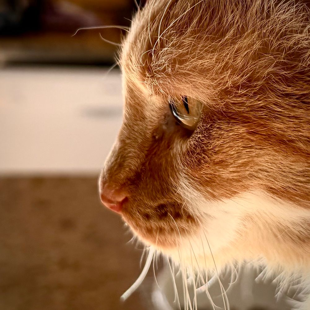 A close up of a cat’s face showing details of the fur and eye. 