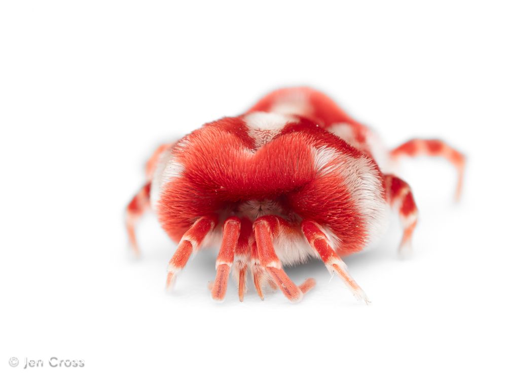 A red and white mite as as seen from the front, on a white background.