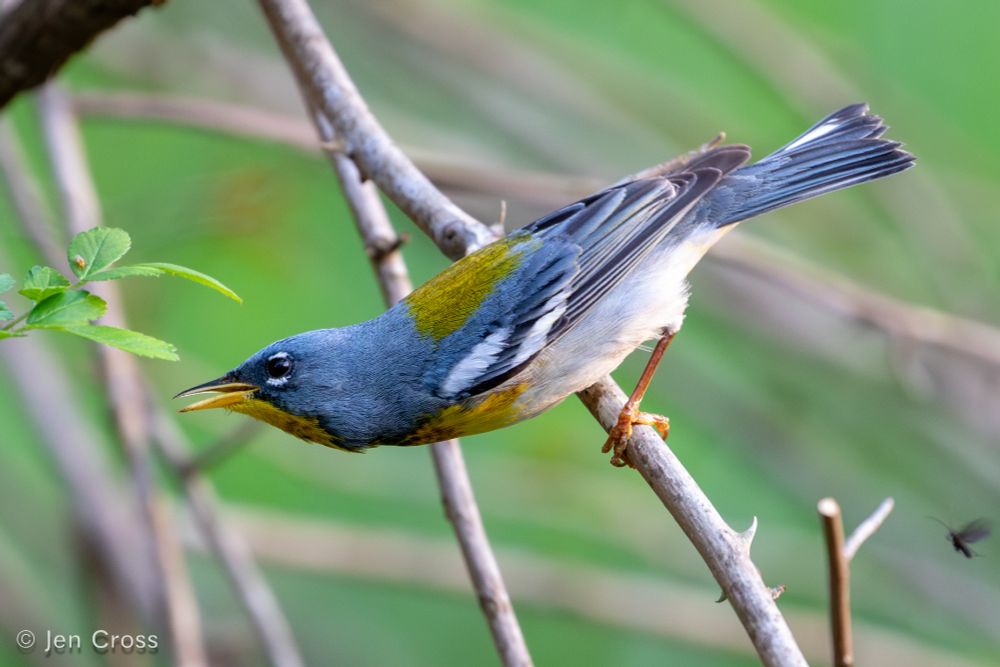 A blue bird with a yellow patch on the back, white wing bars, yellow chest, and white belly. He is clinging to a branch and leaning forward to catch a small insect.