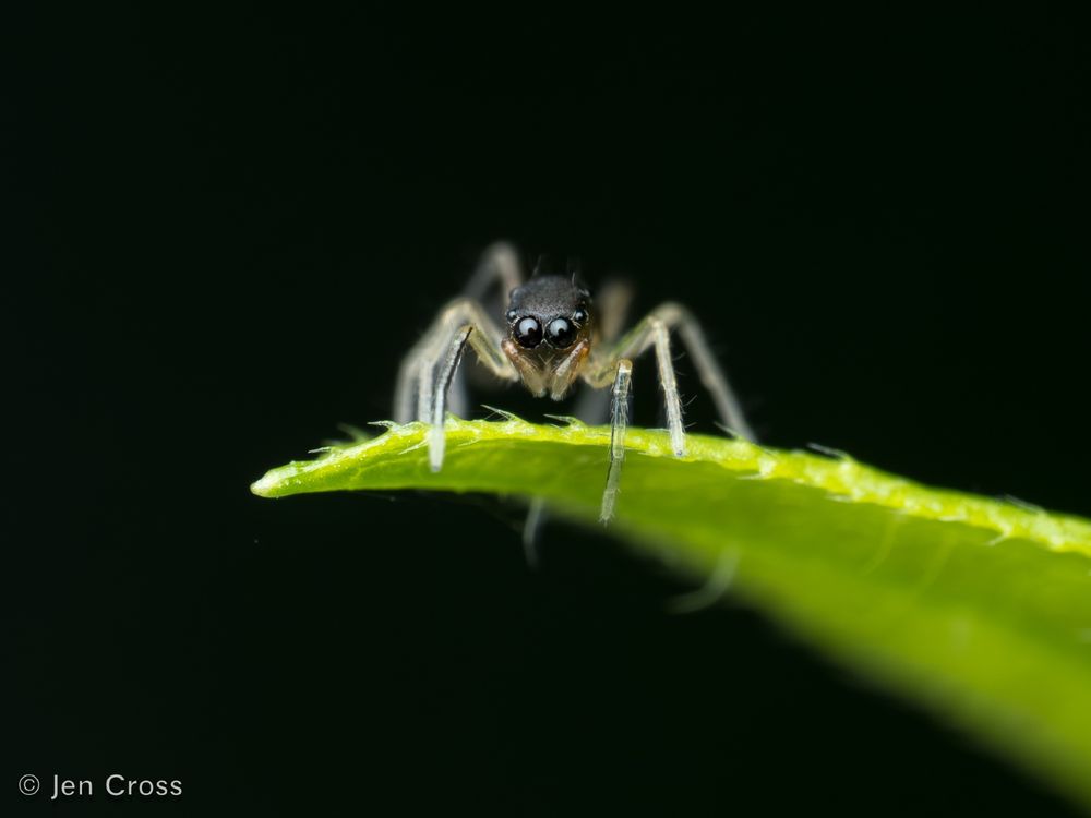 View of the spider from the front. It is looking over the edge of a leaf with two large, forward facing eyes. It is tiny and has translucent legs.