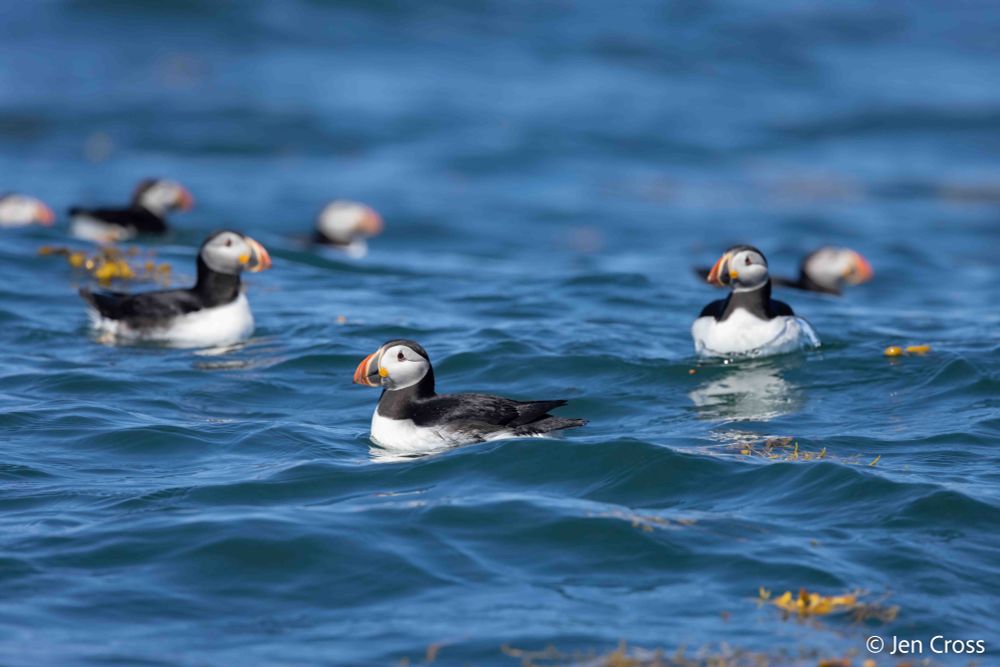 Puffins floating in the Bay of Fundy.