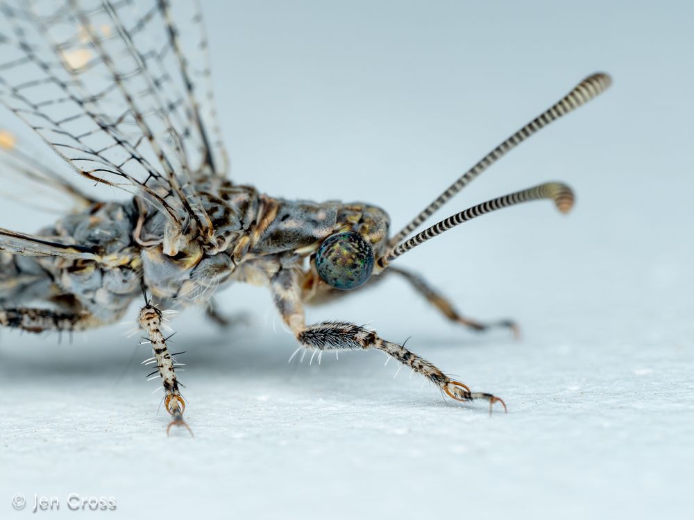 Close up on a gray insect with long, segmented antennae. The eye is a swirl of blues, greens, and browns.