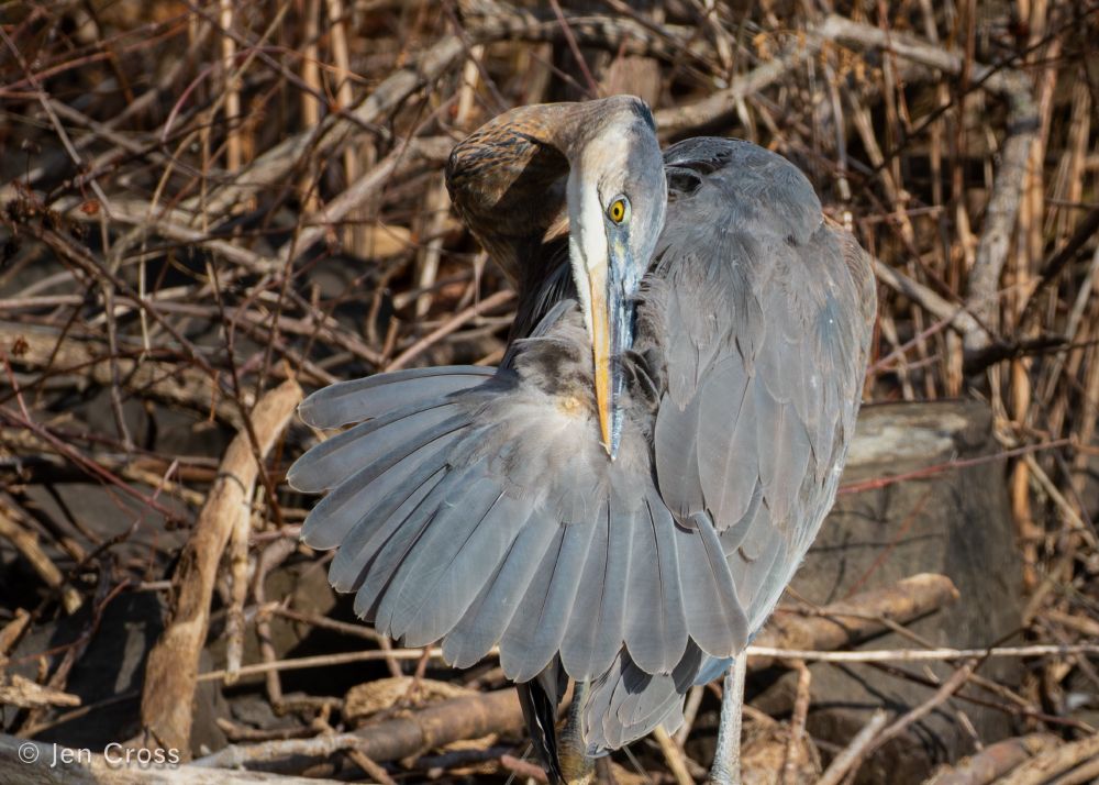 A large gray bird with tail facing the camera. The bird is leaning over its shoulder and rubbing its beak on the base of its tail. You can see a small gland just under the tip of the beak. There is leafless vegetation in the background.