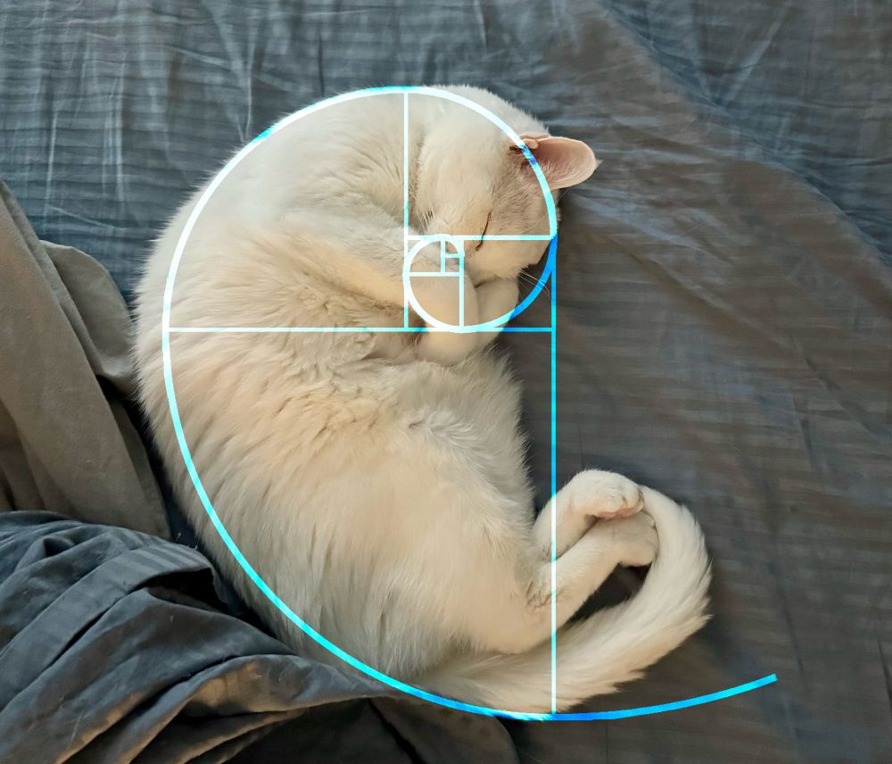 A white cat curled into a ball with a fibonacci spiral overlayed over his shape.
