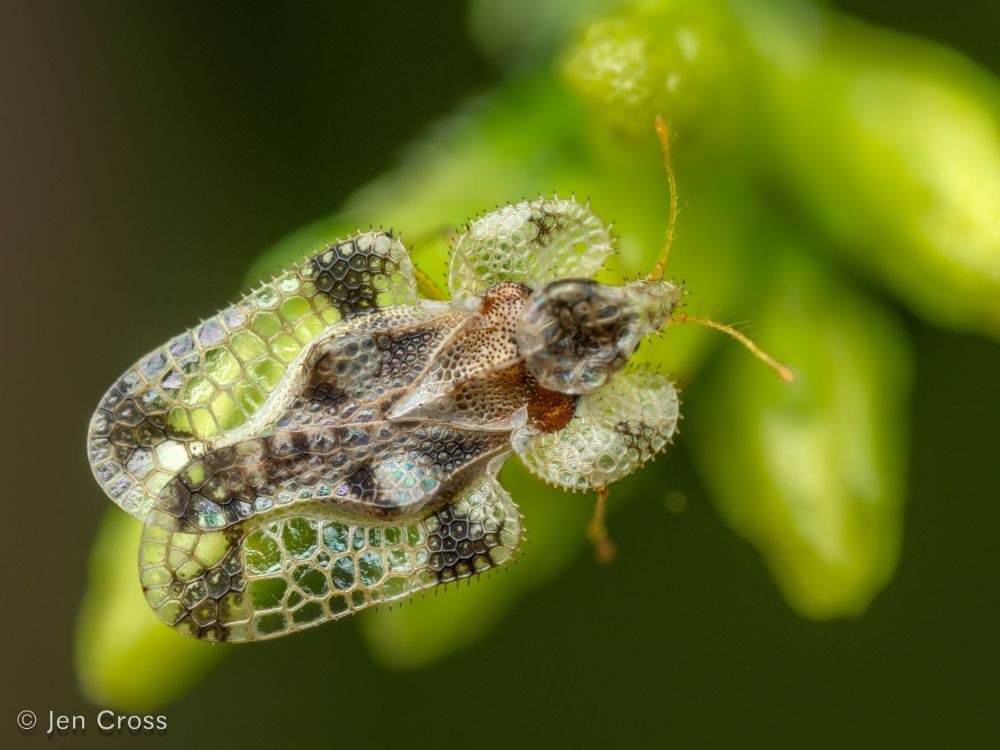 A small insect with highly patterned hemelytra and foliate paranotum (edges of the wing area and pronotum) that appear lace-like. The insect is standing on the green buds of a goldenrod plant.