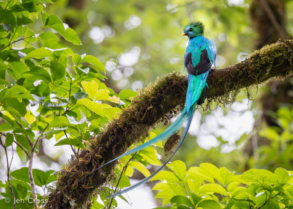 A bird with iridescent green feathers and black flight feathers. He has a pair of long, flowing tail feathers. He is perched on a thick mossy branch with his back to the camera and is facing left. There is dense forest all around him.