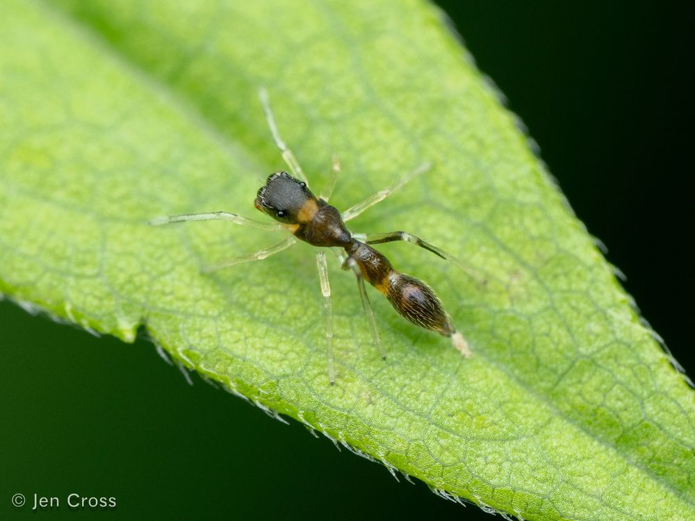 Tops down view of the spider on a leaf. It is mostly shaped like an ant and has the same coloring except for a square head and literally clear legs, like glass. 