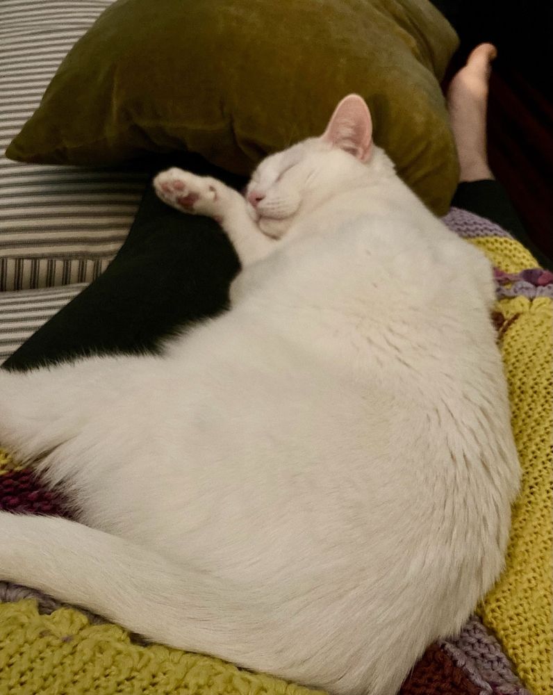 Big white cat asleep on an afghan 