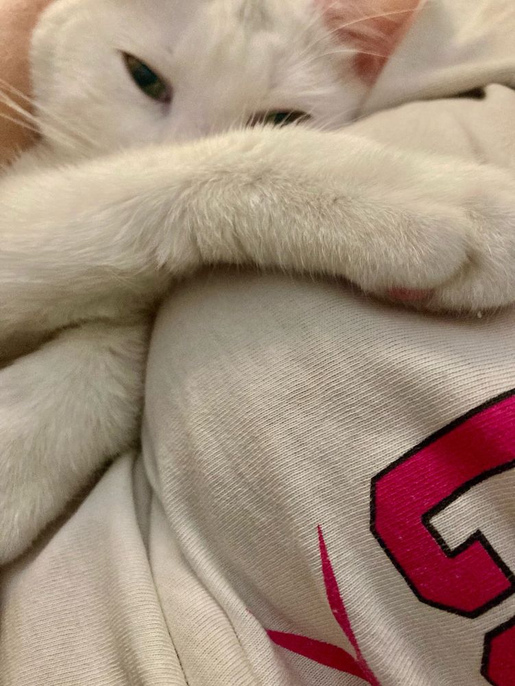 white cat with arm across owner
