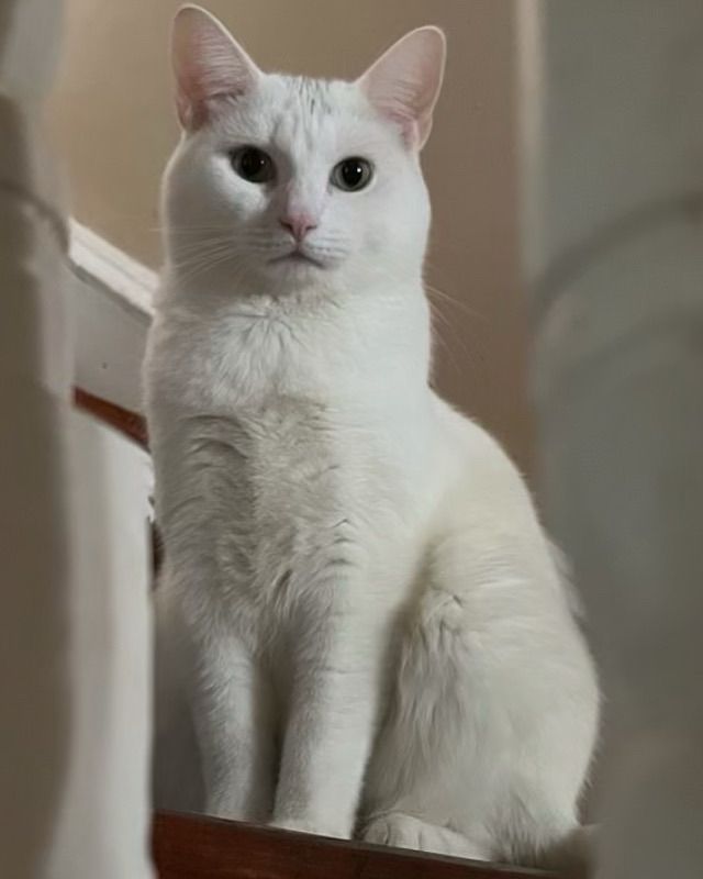 White shorthair cat sits at the top of the stairs looking directly into the camera 