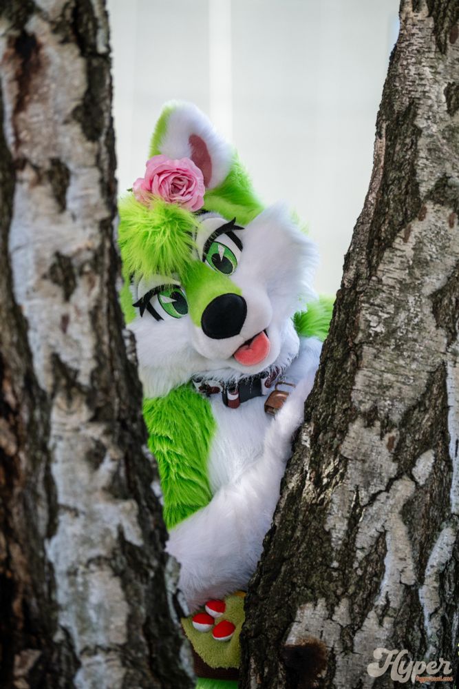 Ecto the green husky posing between two trees against a white background