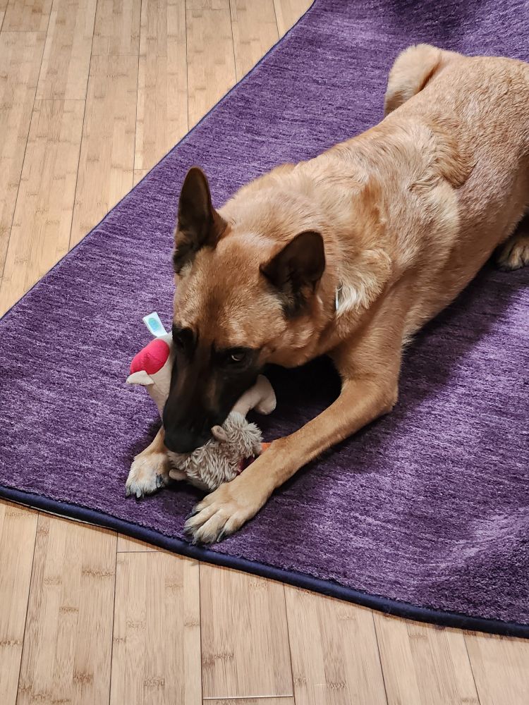 Belgian Malinois dog lying down on purple area rug with ripped up toy in his mouth, grinning happily