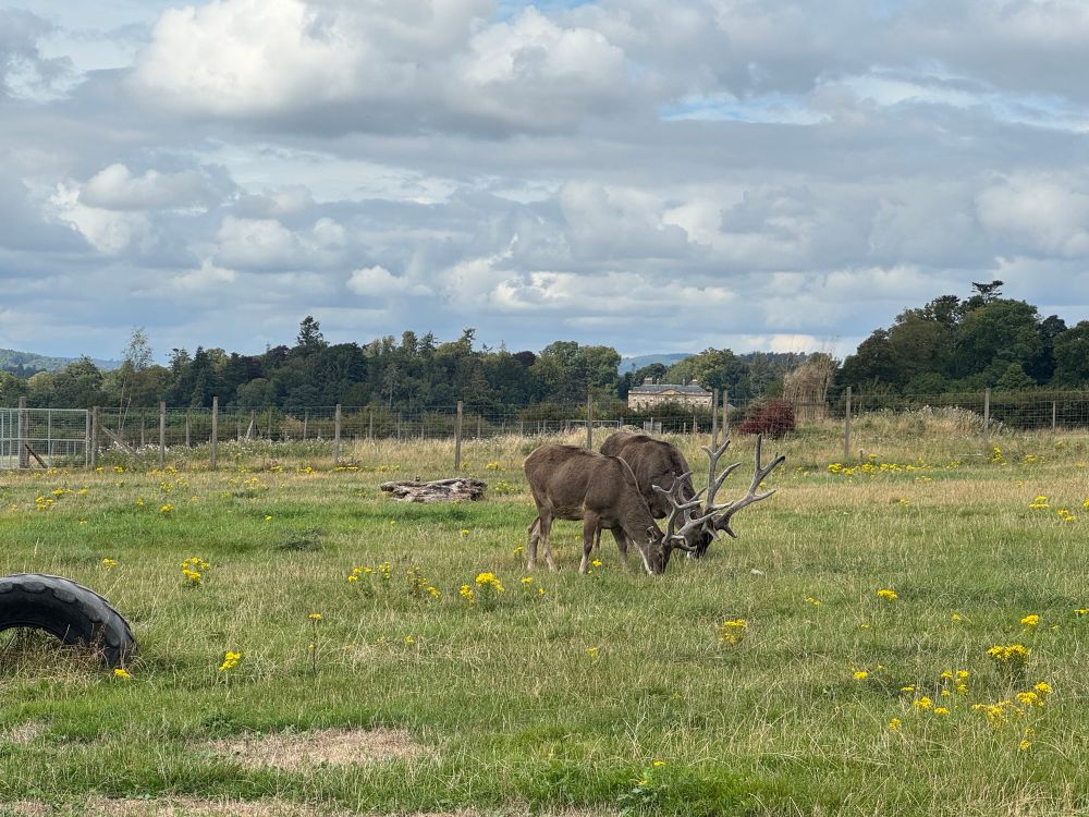 Two deer grazing. They have mighty impressive antlers.