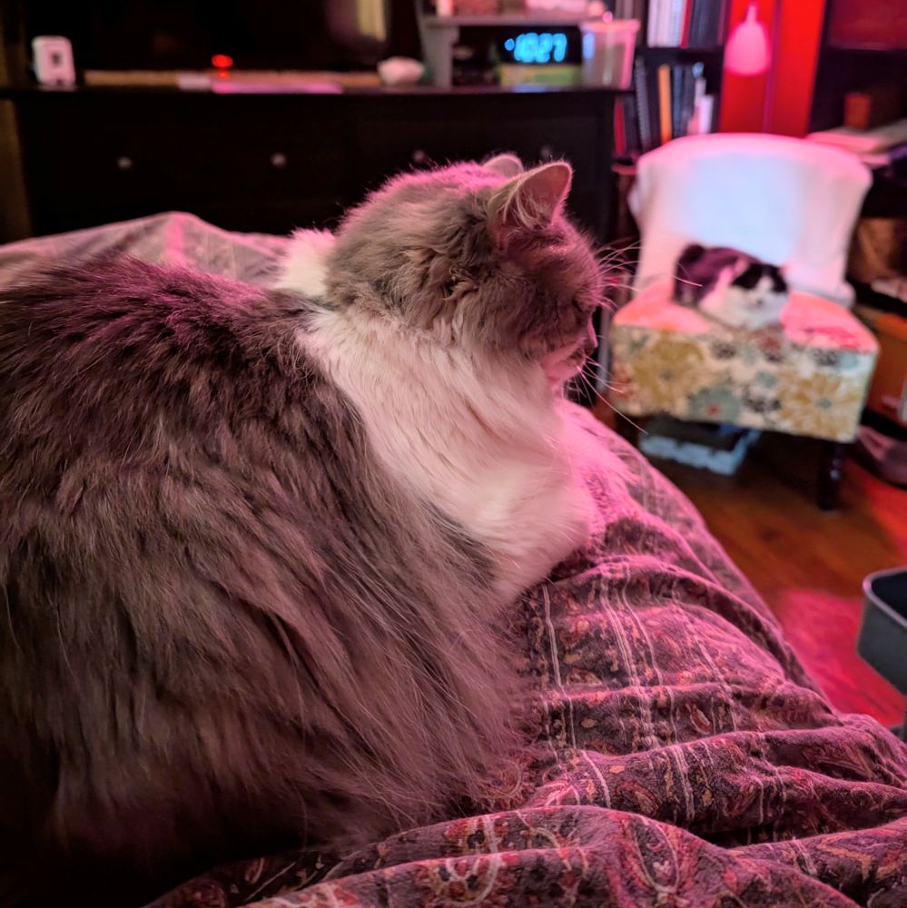 A photo from my POV in bed. Mavis, a long haired gray and white cat is laying on my legs. Across the room, Fiona, a long haired black and white cat is laying on a chair upholstered in a contemporary floral print. They are patiently waiting for a comrade to feed them breakfast.