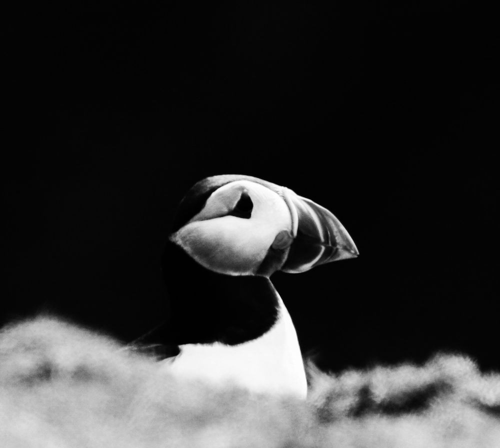 A zoomed in black and white photo of the head of an Atlantic Puffin looking out of its burrow with a black background taken on the Wildlife Trust of South and West Wales reserve of Skomer Island near Marloes in Pembrokeshire, Wales, UK in June 2022. 